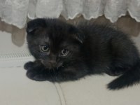Siyah scottish fold