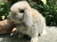 Lop Tavşanlarımız Gün İçi Gönderim Mevcut