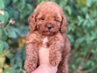 Cep boy toy poodle yavrularım