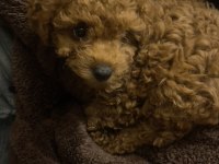 GÖLGEMİZ ÇOK TATLI POODLE