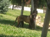 REF K9 SECERE li Mia Zico eşleşmesi