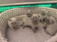40 GÜNLÜK BEBEK KEDİLER YENİ YUVASINI ARIYOR
