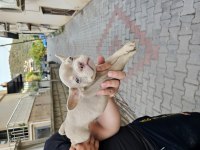 Premium Kalite French Bulldog Yavruları