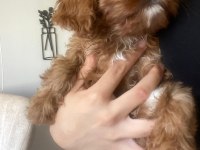 2 aylık maltipoo