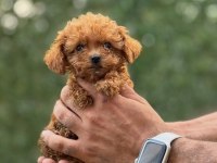 SAFKAN TEACUP KORE POODLE WC EĞİTİMLİ MİNİBOY