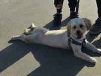 Morkie erkek
