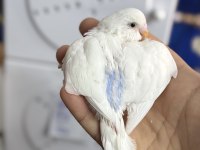 YENİ YEME DÜŞMÜŞ MOR SP ALBİNO LİTÜNO KUŞLAR