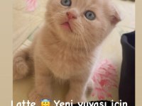 Scottish fold yavrularımız yeni yuvalarına gitmeye hazır