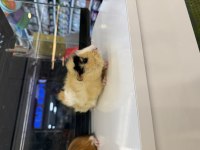 GİNEPİG YAVRULARI CİTYPETSHOP