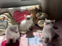 Safkan British Shorthair Yavru Kedilerimiz