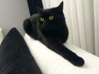 Siyah british shorthair basık yüz