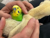 Jumbo çift konuşan muhabbet kuşu