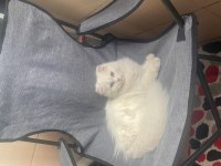 5 Aylık Erkek Scottish Fold