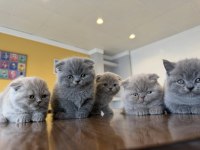 KEDİCİDEN RENK RENK BRITISH SHORTHAIR YAVRULARI ANKARA