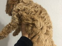 Poodle yavrumuz yeni yuvasını bekliyor