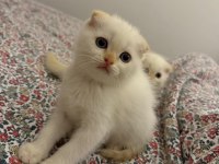 Scottish fold kedilere yuva olur musun?