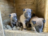 Belçika malinois yavrular 35 günlük