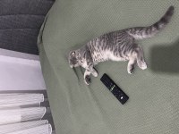 Scottish fold 6 aylık erkek yavrumuz ücretsiz aile lütfen