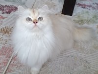 Secereli British Longhair Yetişkin Dişi BY1133