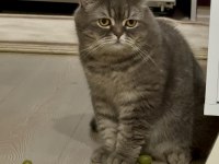 2 yaşında oyuncu british shorthair