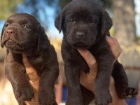 Labrador redriever sevimli yavrular ruhsatlı çiftlik 