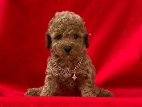 IRK VE SAĞLIK GARANTİLİ TOY POODLE