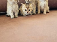 SAFKAN EV ÜRETİMİ SERECELİ GOLDEN KEDİLER