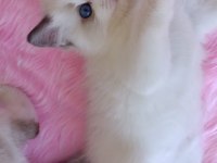 SAFKAN RAGDOLL BEBEKLERİMİZ YENİ YUVALARINI ARIYOR