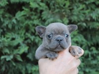 EGZOTİC FRENCH BULLDOG YAVRULARIMIZ