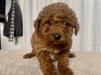 MİNİ BOY RED TOY POODLE KIZIMIZ