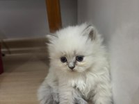Scottish longhair yavrularımız ailelerini bekliyor