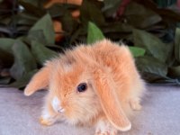 SAFKAN HOLLANDA TEDDY LOP YAVRU TAVŞAN