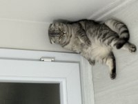 Scottish fold bal kızım