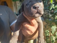 Blue cane corso yavrularım