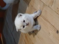 Scottish Fold Yavrular