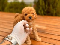 Red Toy Poodle Yavrular