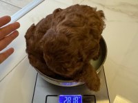 TEACUP TOY POODLE 1 AYLIK
