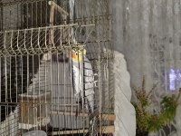 1 buçuk yaşında erkek sultan papağanı