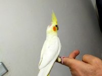 Ele Alıştırmalık Sultan Papağanlar