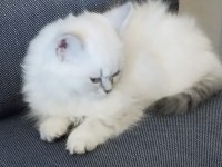 Kendi kedimin british longhair yavrusu