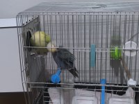 Kuşlarım çok sağlıklı