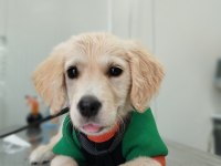 Golden retriever