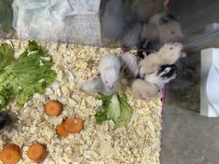 HAMSTER YAVRULARI