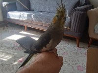 Sultan papağanı evcil ele omuza geliyor