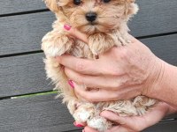 Kore Maltipoo Yavrular