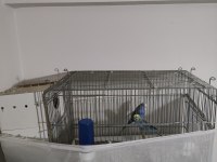 Çift genç muhabbet kuşu herşeyiyle birlikte