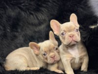 Yurtdışı kalitesi Egzotik French Bulldog