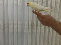 2 adet erkek biri 6 aylık biri 2 aylık sultan papağanı