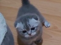 Scottish fold 2 dişi ve 2 erkek bebek