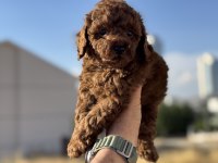Yasal ruhsatlı çiftlikde ziyarete açık toy poodle